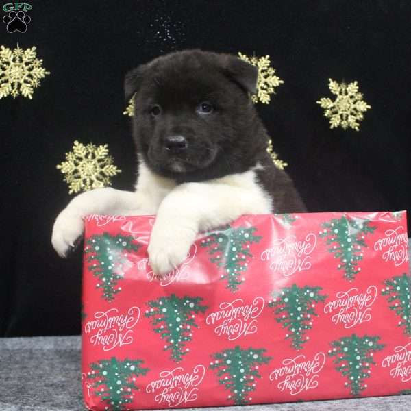 Oliver, Akita Puppy